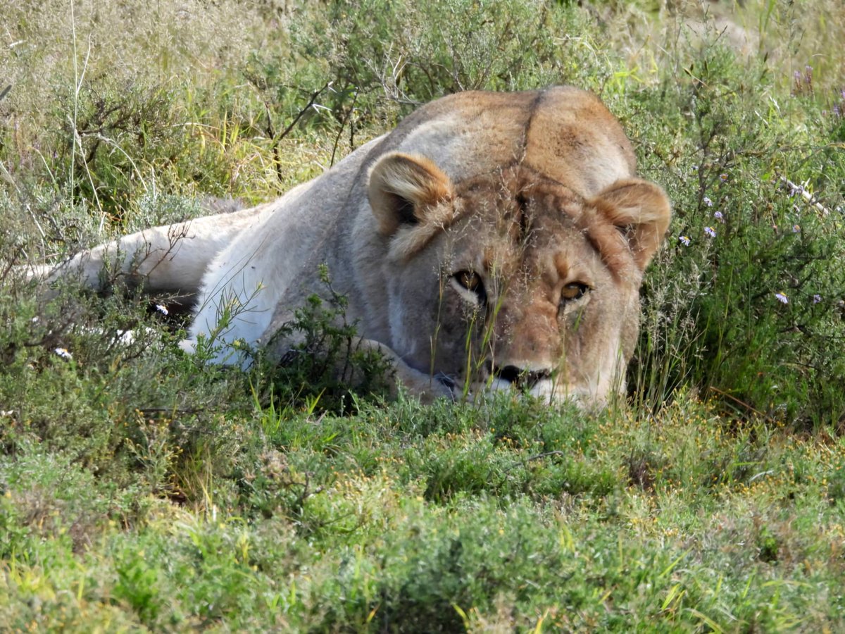 SANParks Mountain Zebra tweet media