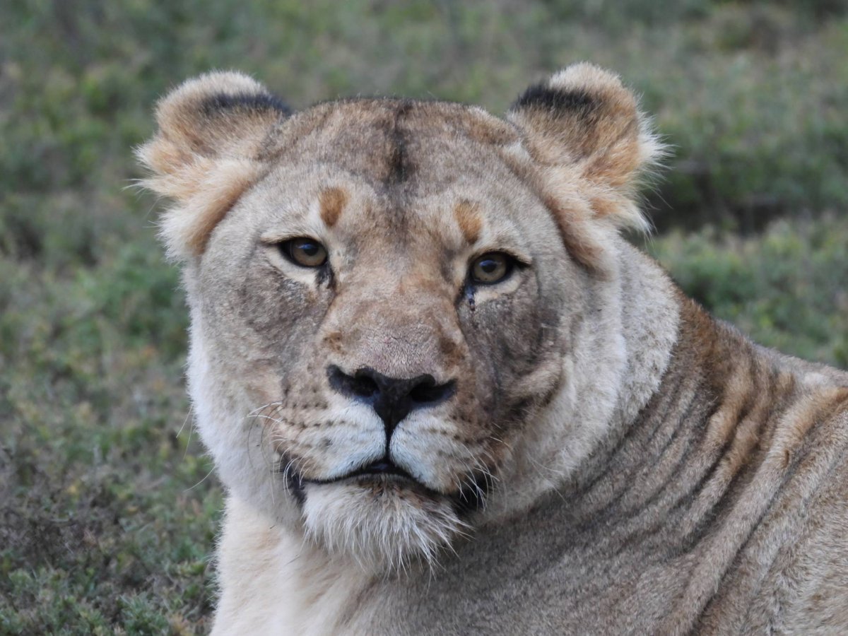 SANParks Mountain Zebra tweet media