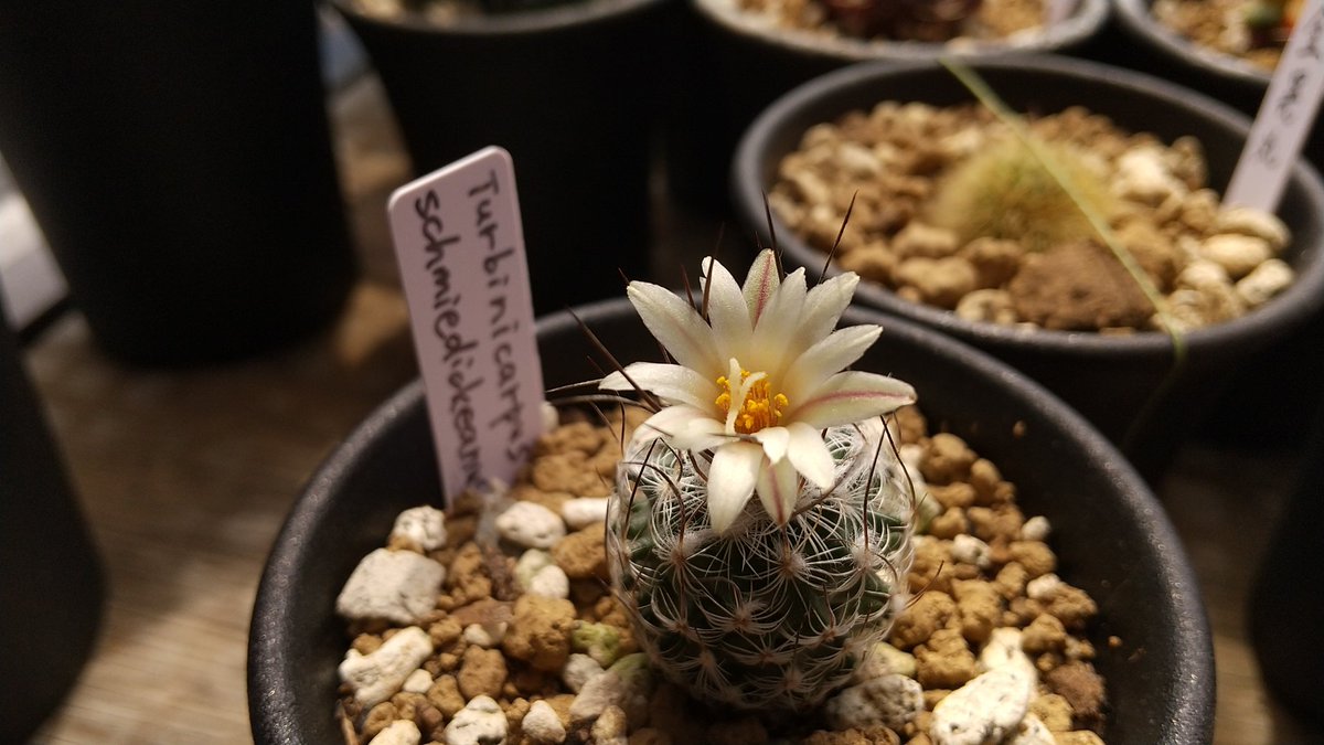 趣味で育てているサボテンが開花。 Turbinicarpus schmiedickeanus var