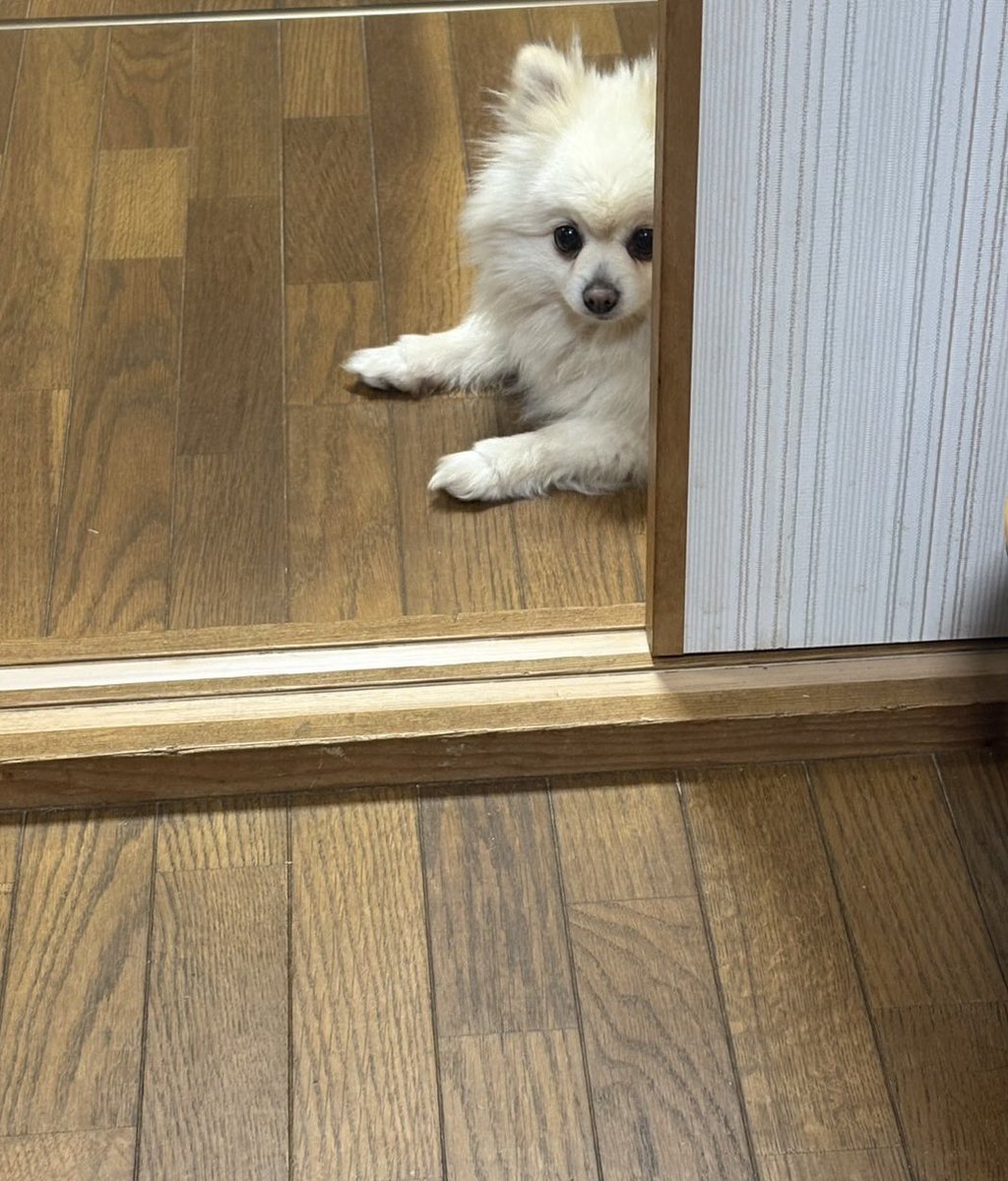 モモ🐶ポメラニアン tweet media