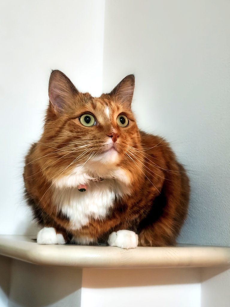 三毛猫