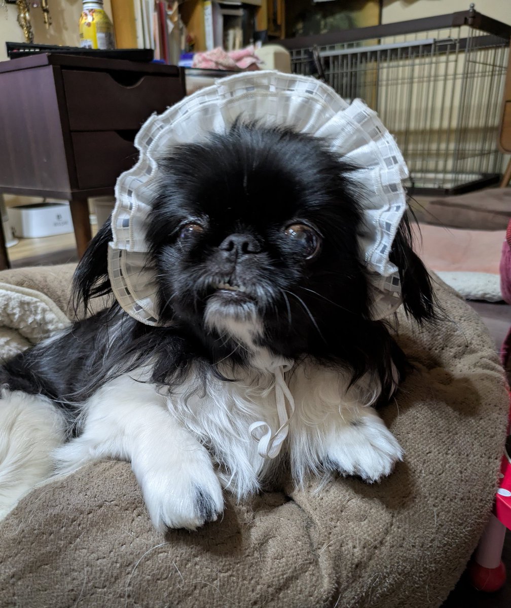 peki311's tweet photo. 可愛いの着けて💕
ニッ😁＆おすまし✨

#ペキニーズ #犬のいる暮らし #犬のいる幸せ https://t.co/8rzGj903ql