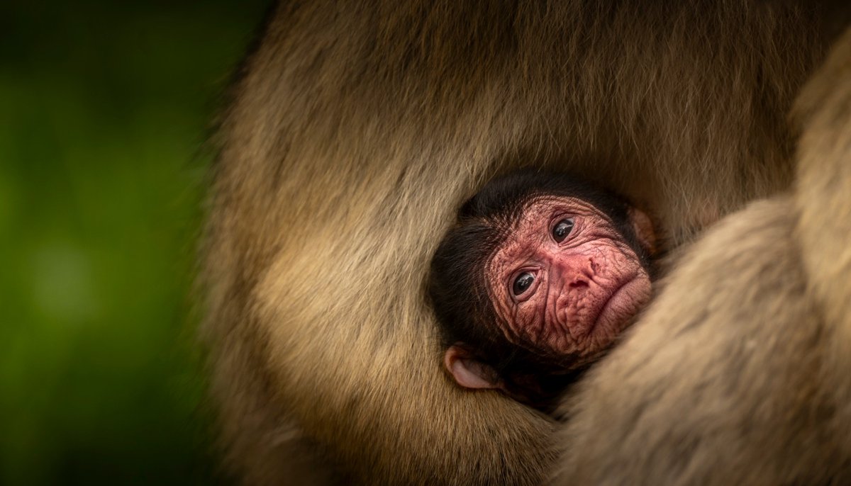 KerryTaylorSmit's tweet photo. Congrats to @Monkey_Forest: look at those little faces! 

Boost for endangered Barbary macaques as Trentham Monkey Forests welcomes four new additions  https://t.co/PMiDmQ3reV https://t.co/8hmCSkhqC1