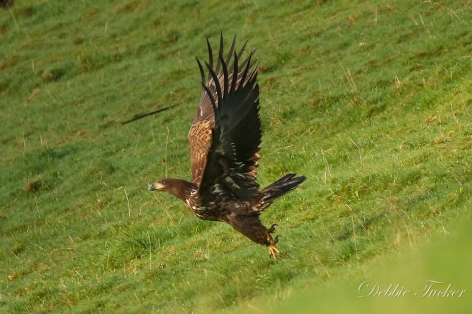 Exmoor National Park tweet media