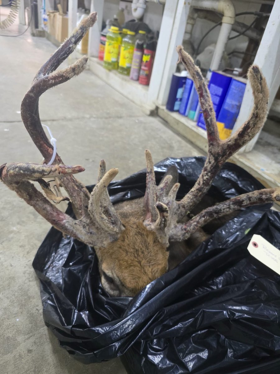 Buckmasters Nation tweet media