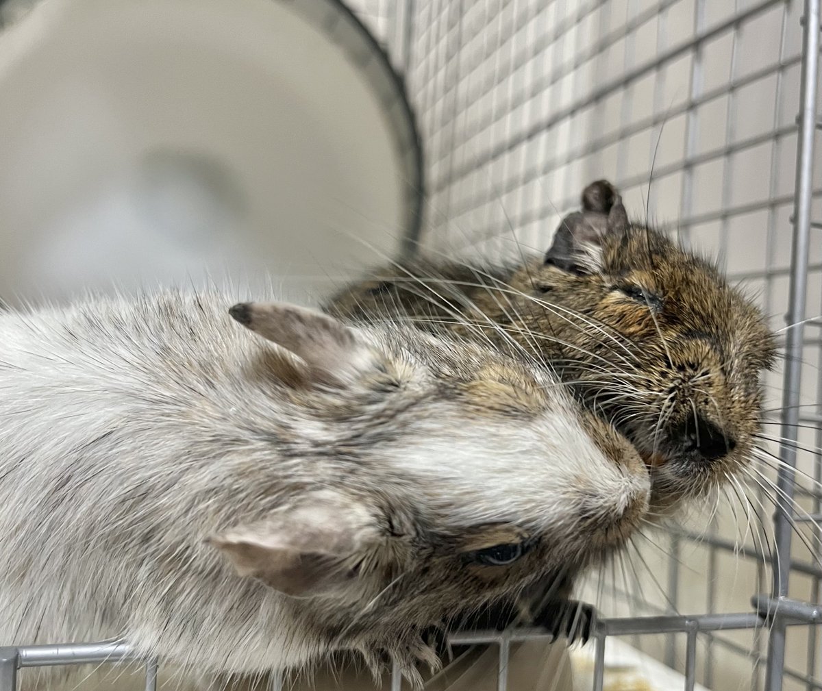 みかん🐭 tweet media