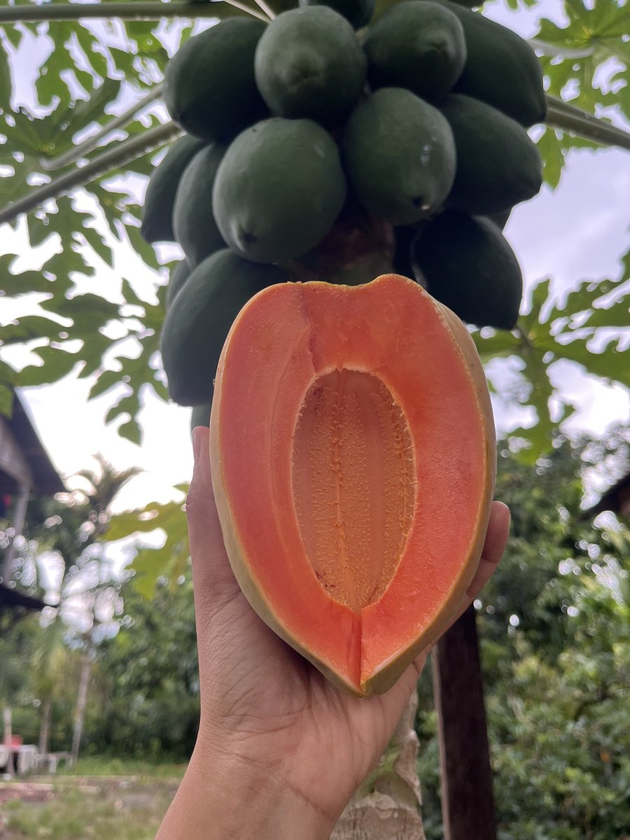🍉 tweet media