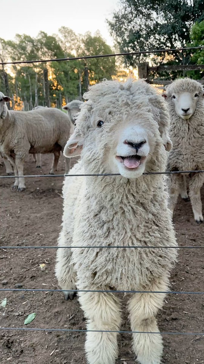 sheep tweet media
