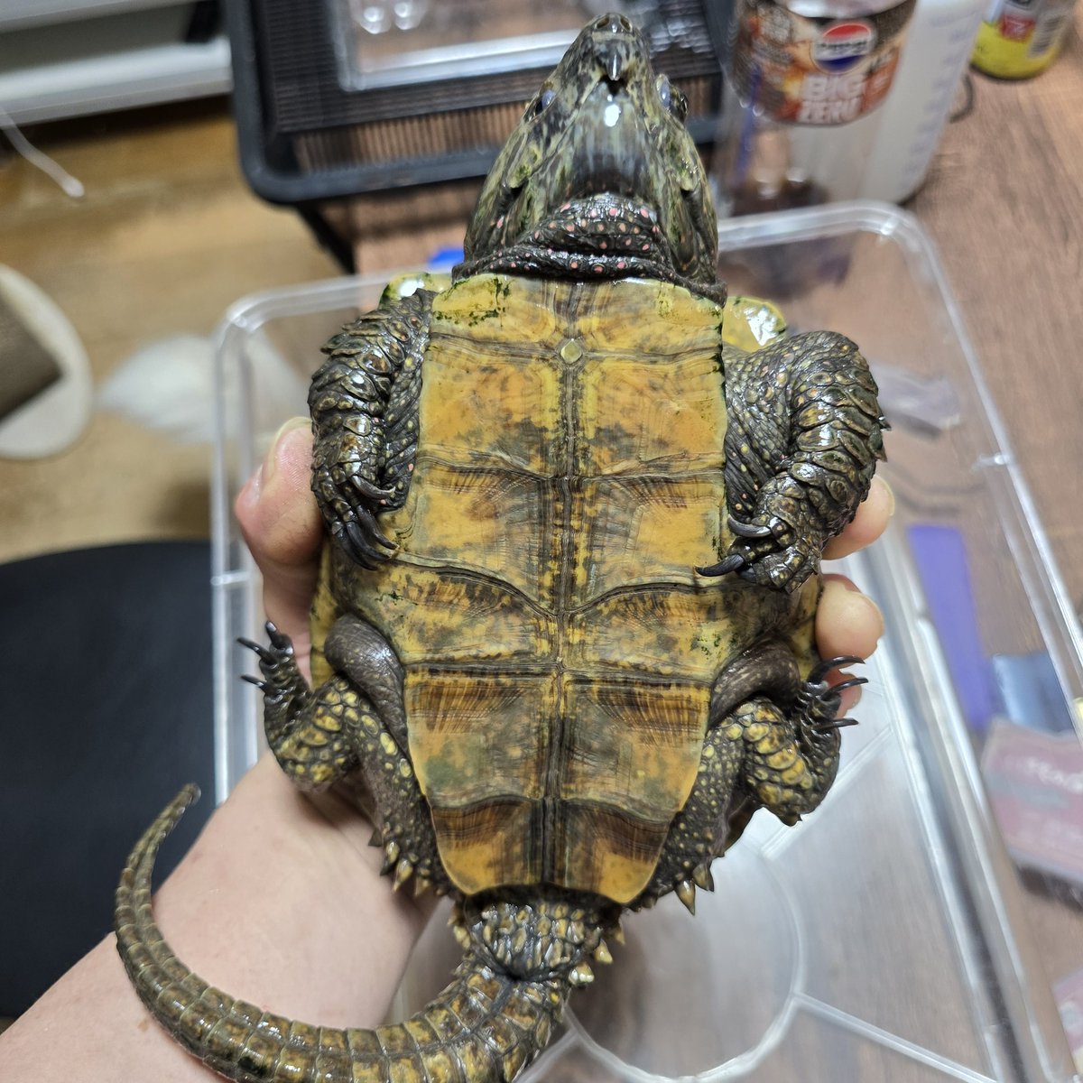 いきもの屋さん AGO　次回 5/17 JH岡山🦎 tweet media