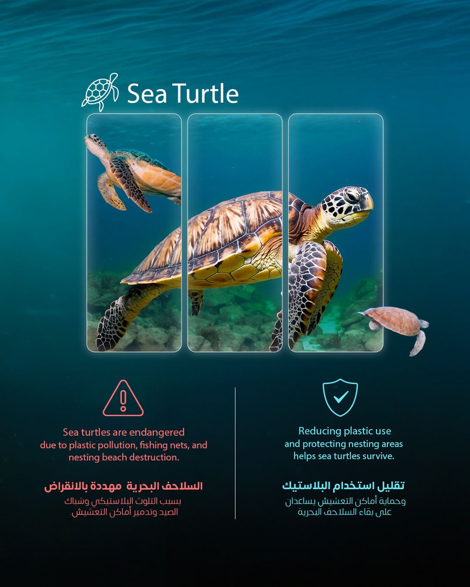 SWSDF | الاتحاد السعودي للرياضات البحرية و الغوص tweet media