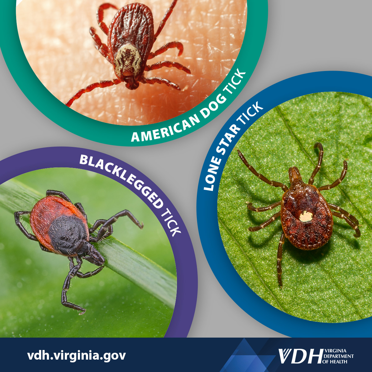 Va Dept of Health tweet media