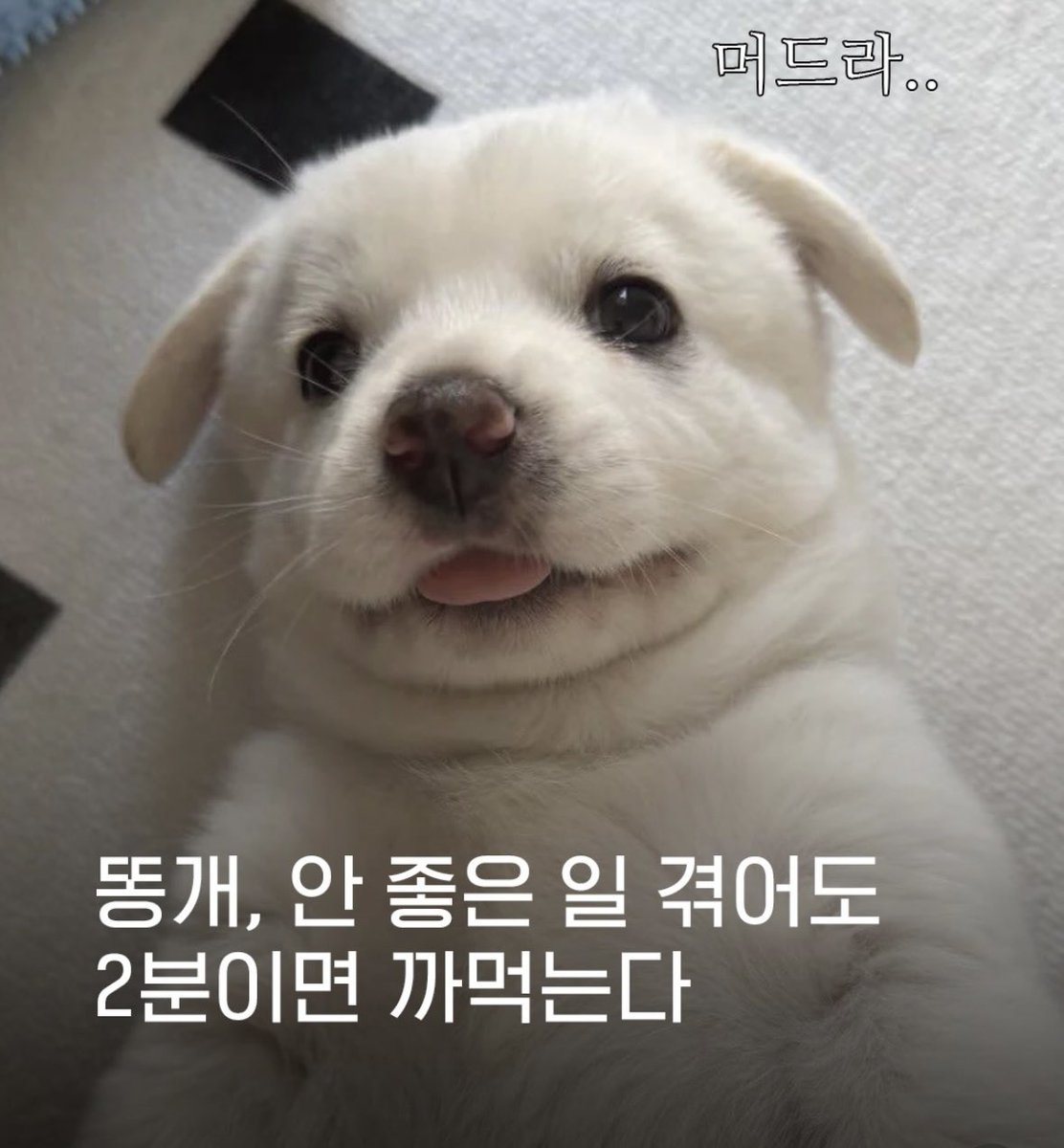 잔담 tweet media