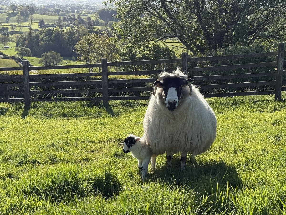 Alison O’Neill ~ Shepherdess tweet media