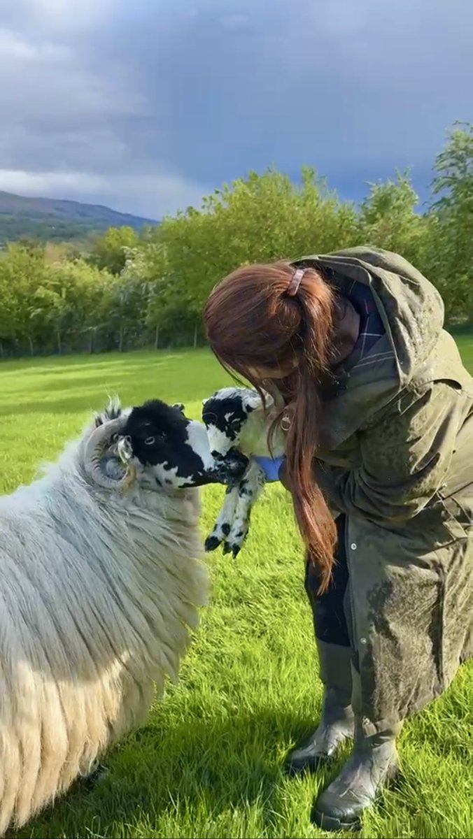 Alison O’Neill ~ Shepherdess tweet media