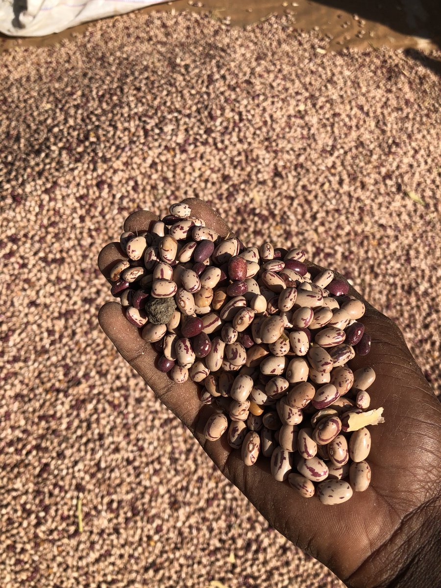 Sell and buy Beans 🫘. 🇺🇬 tweet media