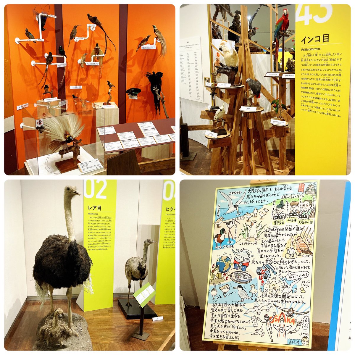 鳥の剥製 特別展「鳥～ゲノム解析が解き明かす新しい鳥類の系統～」@大阪市立