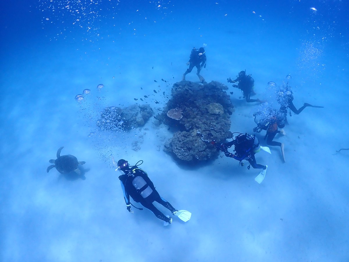 fantaamami's tweet photo. 2026/05/15 No.20
気温22〜26℃
水温23℃
嘉鉄ブルーをご案内させていただき、
大きなアオウミガメがお出迎えしてくれました！
大きなホラガイがアオヒトデを食べてました〜
卵のお世話をしているアマミホシゾラフグも見ることが出来、ゲスト様のミッションクリアーです！！ https://t.co/ZvKAHxutWE