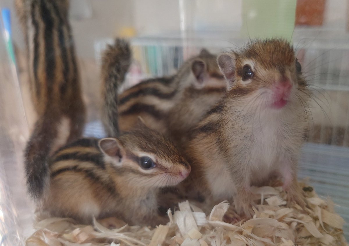 petshop54staff's tweet photo. リッスおかわりきました！
#シマリス https://t.co/3RkFxSixO7