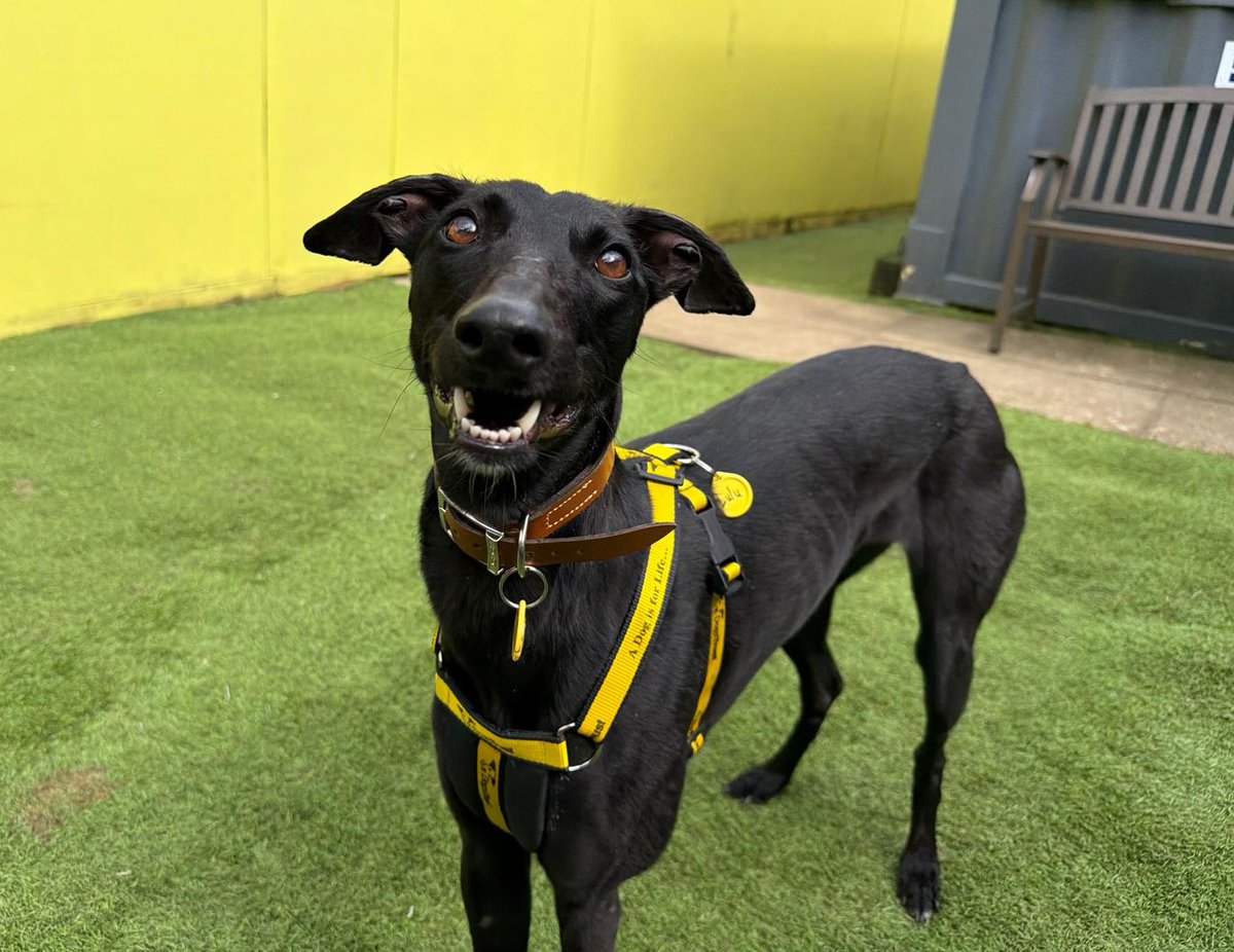 DogsTrust West Calder (Edinburgh) and Dundee tweet media