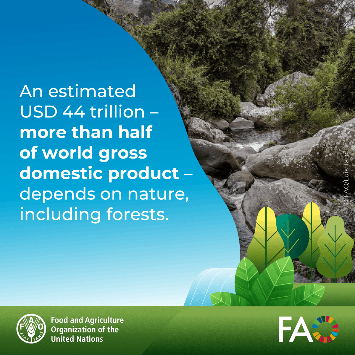 FAO Forestry tweet media