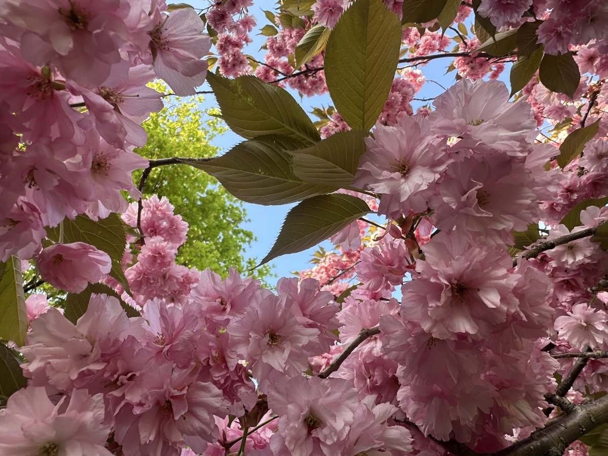 yuumikaze's tweet photo. 🌸
もうそろ見納めかな。 https://t.co/Na6kbJSNOV