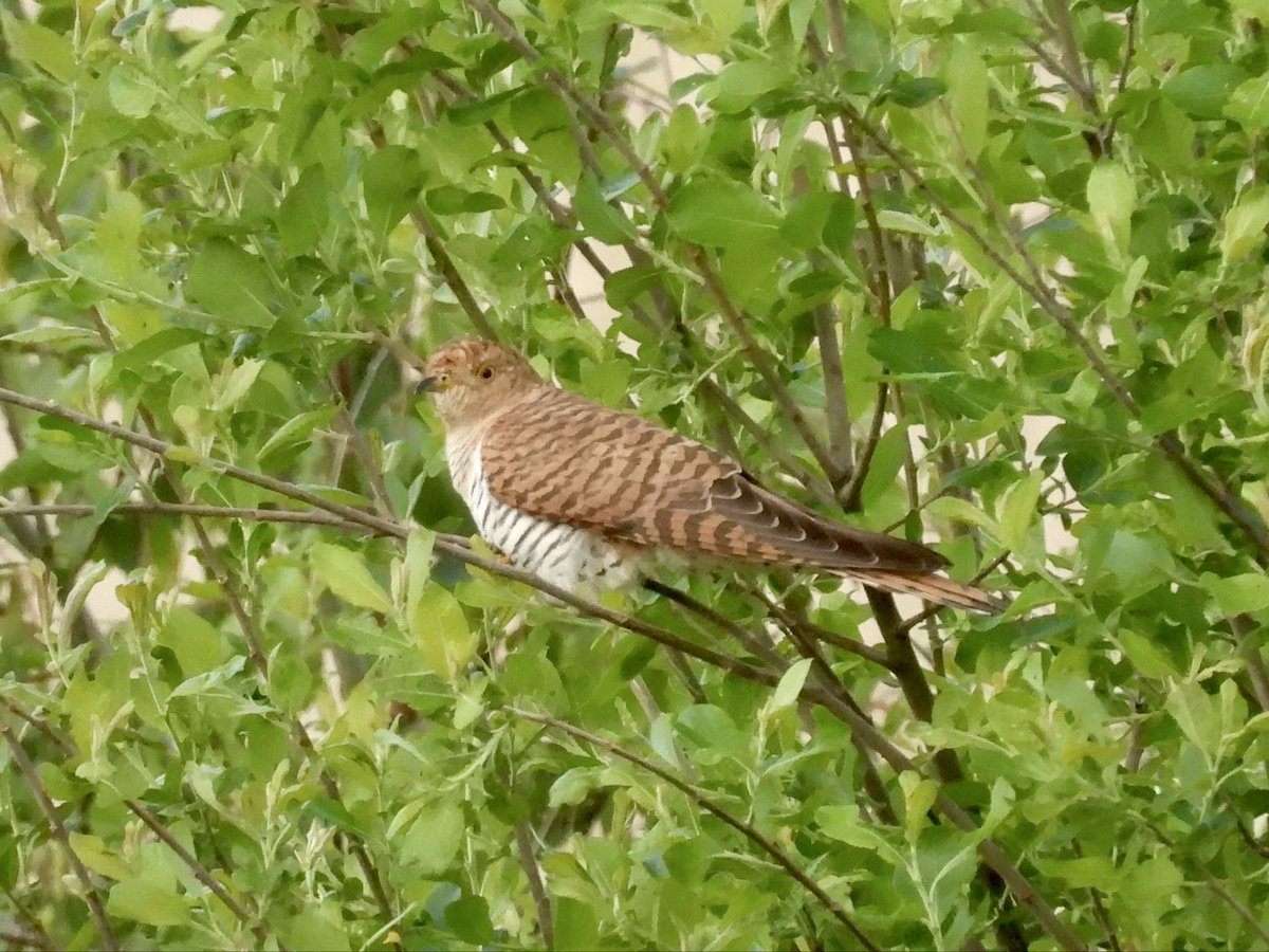 S_Dan09's tweet photo. Cuckoo (Rufous Morph)
15.05.26
Attenborough NR 
Nottinghamshire https://t.co/WKGItjNQY3