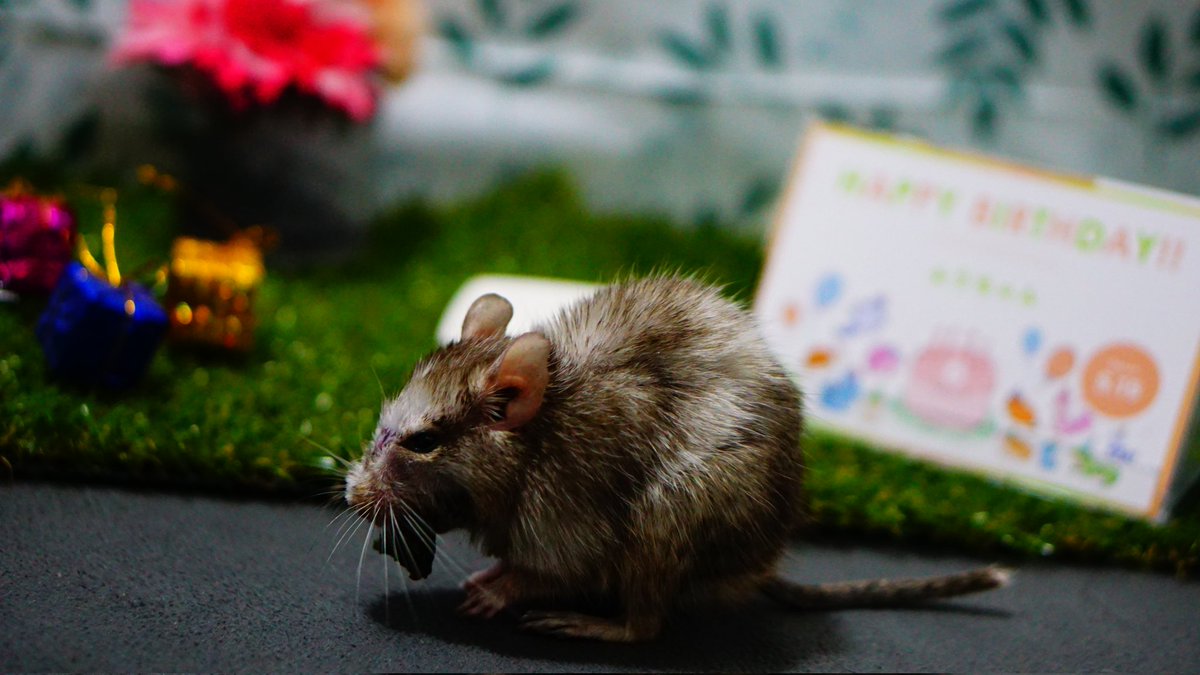 デグふみ＆ふう🐭 tweet media