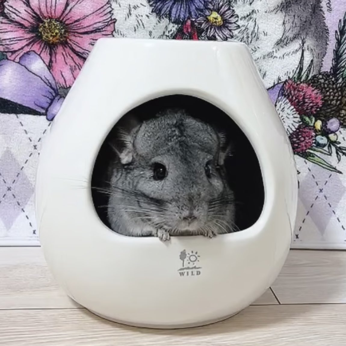 Royal Chinchilla（ロイヤルチンチラ） (@ChinchillaRoyal) / Posts / X