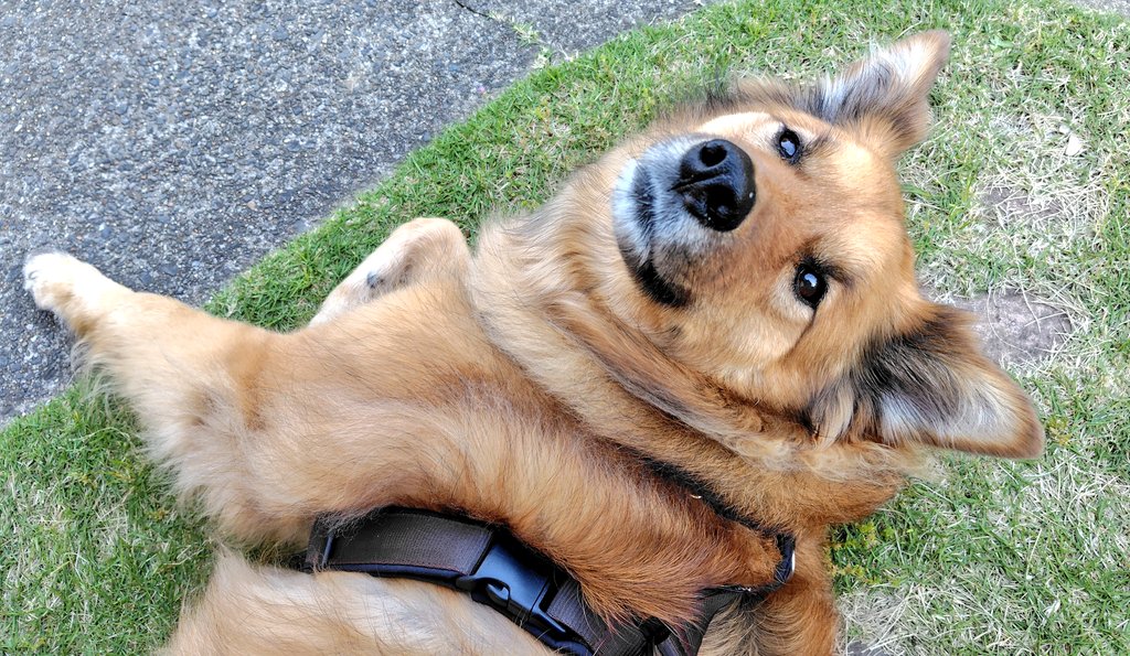とっても可愛い雑種犬 tweet media