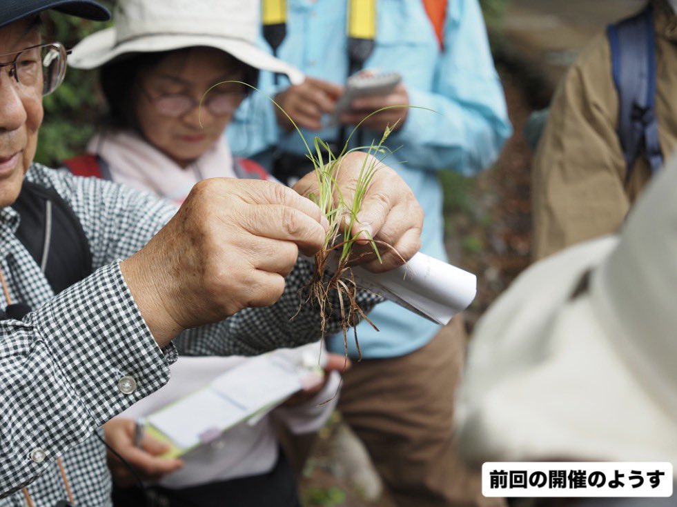 kura_n_h_museum's tweet photo. みなさん、『スゲ』って知ってる？
葉っぱの細長い“ただの草”と思われてしまうことが多いのだけど、実は日本に300種近くも分布するとっても多様で魅力的な植物のグループです。
スゲの先生と一緒に歩くと、道端の観察が何倍も面白くなるよ。ぜひ参加してね❗️

詳しくはこちら
https://t.co/mwDvpkUfzm https://t.co/ViRdJGhjBR