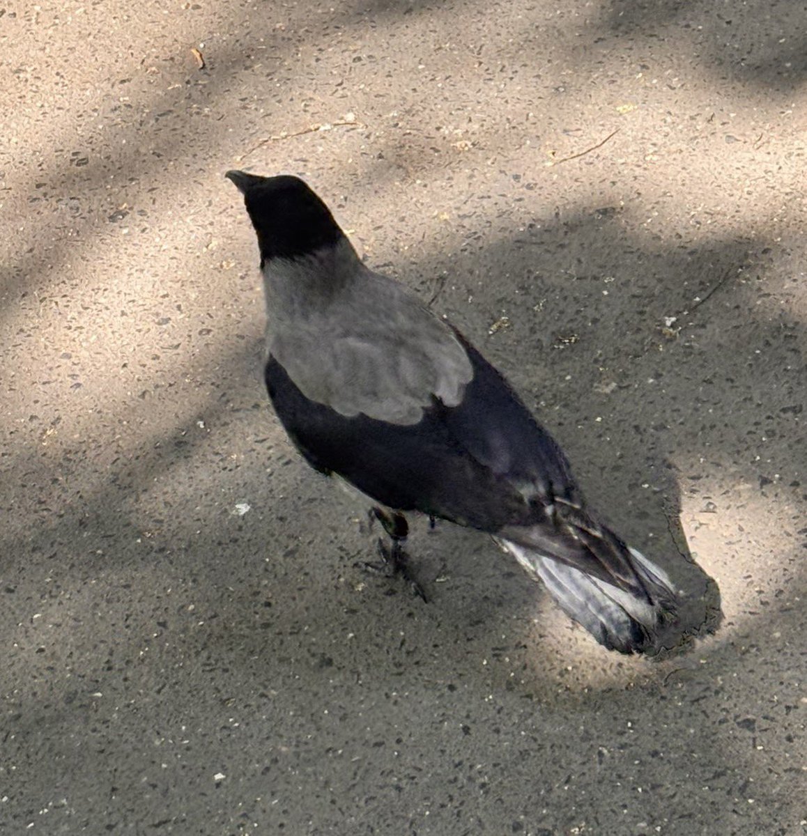kimeoshi's tweet photo. only thing that motivates me to go to my university campus is seeing 5 hooded crows minimum per visit after my long ass commute
crow tax for reference :]C https://t.co/PNnm5y3dmT