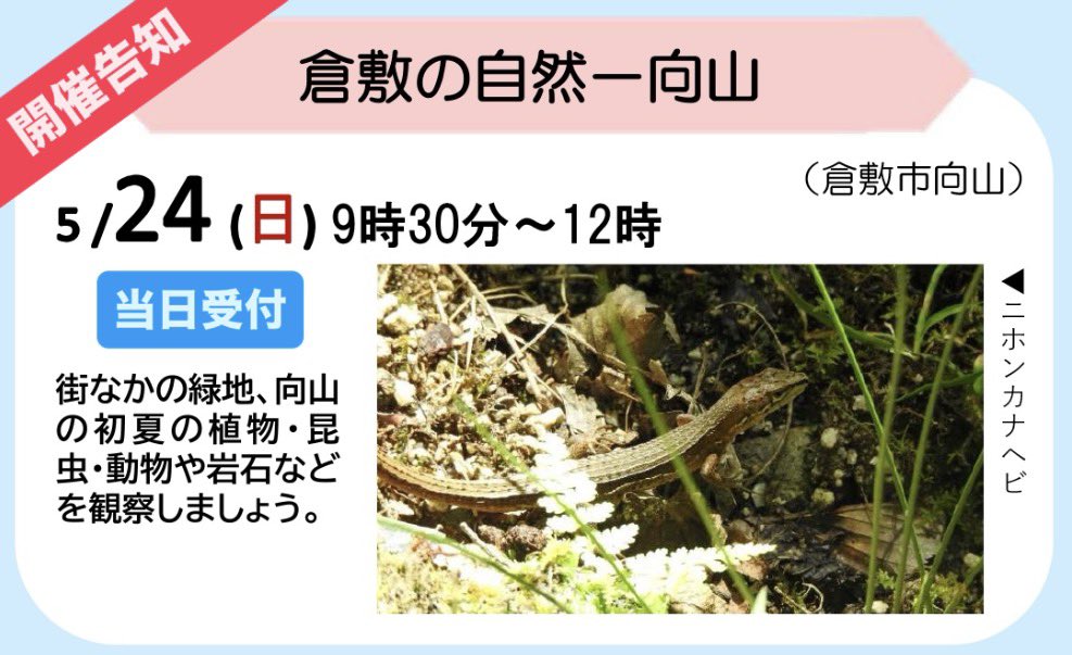 kura_n_h_museum's tweet photo. 地学・動物・昆虫・植物担当の4人の学芸員と一緒に、倉敷の身近な緑地「向山（むこうやま）」へ行ってみよう❗️
博物館発着でお気軽にご参加いただけます。初夏の山では、どんな生き物や岩石が見られるかな？

詳しくはこちら
https://t.co/XsUe0fZNm5 https://t.co/bjDQEYc4hk