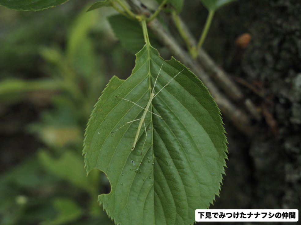 kura_n_h_museum's tweet photo. 地学・動物・昆虫・植物担当の4人の学芸員と一緒に、倉敷の身近な緑地「向山（むこうやま）」へ行ってみよう❗️
博物館発着でお気軽にご参加いただけます。初夏の山では、どんな生き物や岩石が見られるかな？

詳しくはこちら
https://t.co/XsUe0fZNm5 https://t.co/bjDQEYc4hk
