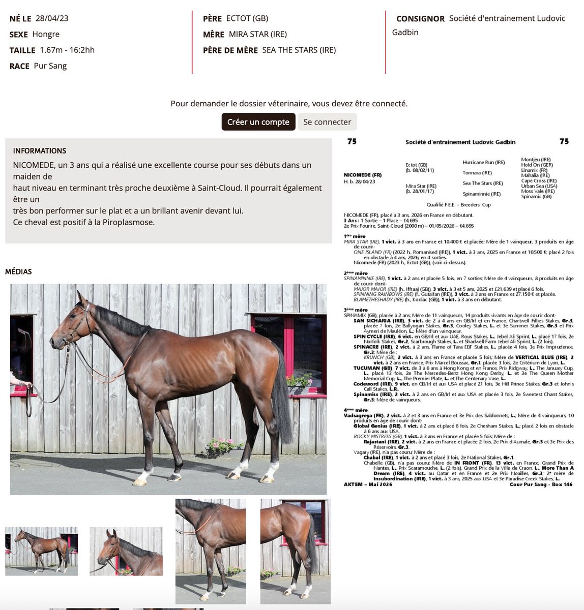 LGadbin's tweet photo. #AKTEM
Lot 75 (Wild Card) NICOMEDE
SALE starts at 2pm
@LGadbin https://t.co/Fo4BEHrCrP