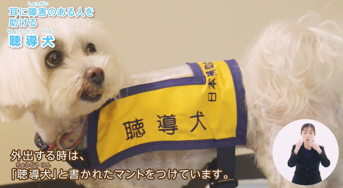 goguidedogs's tweet photo. 5/22は #ほじょ犬の日🦮

日本で現在活躍しているほじょ犬は、
盲導犬796頭・介助犬56頭・聴導犬52頭。

私は介助犬と聴導犬には
まだ出会ったことがないんです…そんな方も多いはず！

特に聴導犬のお仕事の様子、とっても可愛いんです🥰
動画は約5分！こちらをクリック👇
https://t.co/Wl3fUMR3wC https://t.co/GCkEzHwl69