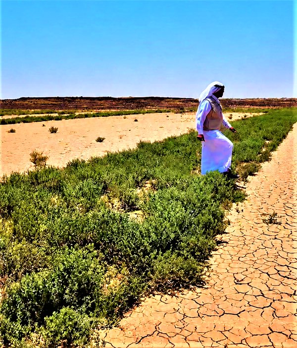 k55557's tweet photo. نجاحٌ بيئي يُسجّل في روضة حمّام بمحافظة الأسياح، بعد تحوّل أجزاء كانت تعاني من التصحر إلى غطاءٍ نباتي كثيف، ضمن جهود المركز الوطني لتنمية الغطاء النباتي بالقصيم.

المشروع دخل مرحلة “الإنتاج الذاتي” عبر انتشار البذور طبيعياً، في خطوة تعزز الاستدامة البيئية وتدعم مستهدفات مبادرة #أرض_القصيم_خضراء 
#السعودية_الخضراء 
#الاسياح