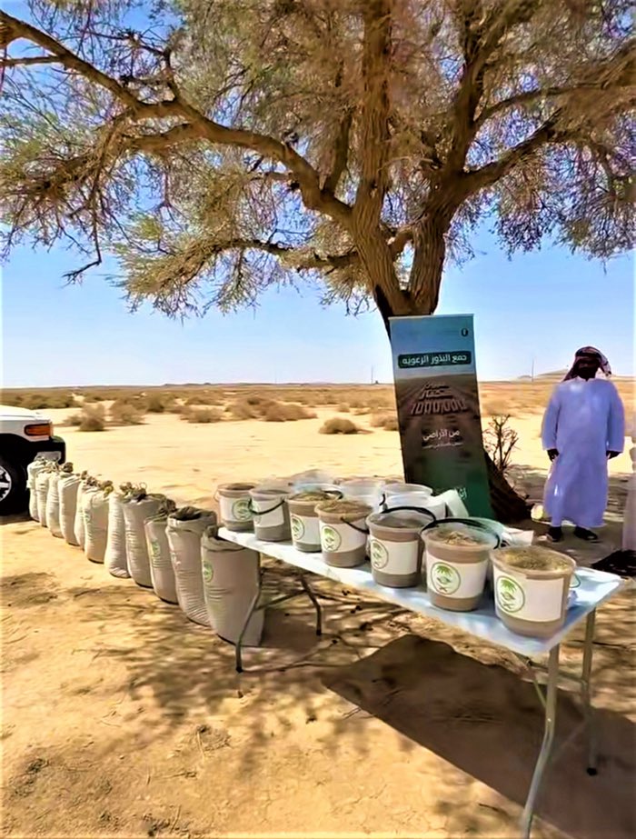 k55557's tweet photo. نجاحٌ بيئي يُسجّل في روضة حمّام بمحافظة الأسياح، بعد تحوّل أجزاء كانت تعاني من التصحر إلى غطاءٍ نباتي كثيف، ضمن جهود المركز الوطني لتنمية الغطاء النباتي بالقصيم.

المشروع دخل مرحلة “الإنتاج الذاتي” عبر انتشار البذور طبيعياً، في خطوة تعزز الاستدامة البيئية وتدعم مستهدفات مبادرة #أرض_القصيم_خضراء 
#السعودية_الخضراء 
#الاسياح