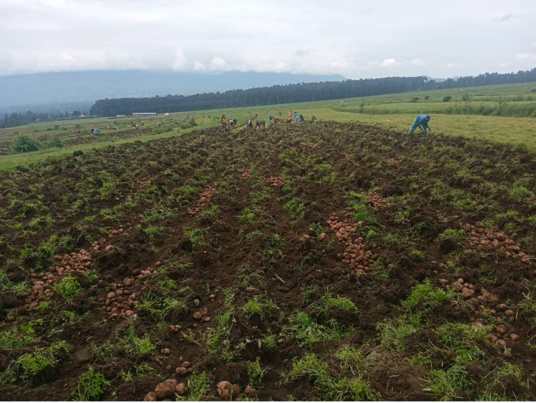HoReCo_Rw's tweet photo. Under the Potato Seed Production Project (PSPP) at KINIGI Farm, we are in the harvesting period.  

👉 Available varieties: Kinigi, Kirundo, Cyerekezo, Ndamira (2026C) &amp; Gikungu, Kirundo (2027A). 

Our team is ready to ensure the availability of quality potato seeds for farmers. https://t.co/7oK7WGKil0