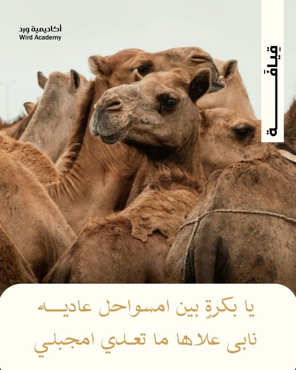 Wird Academy | أكاديمية وِرد tweet media