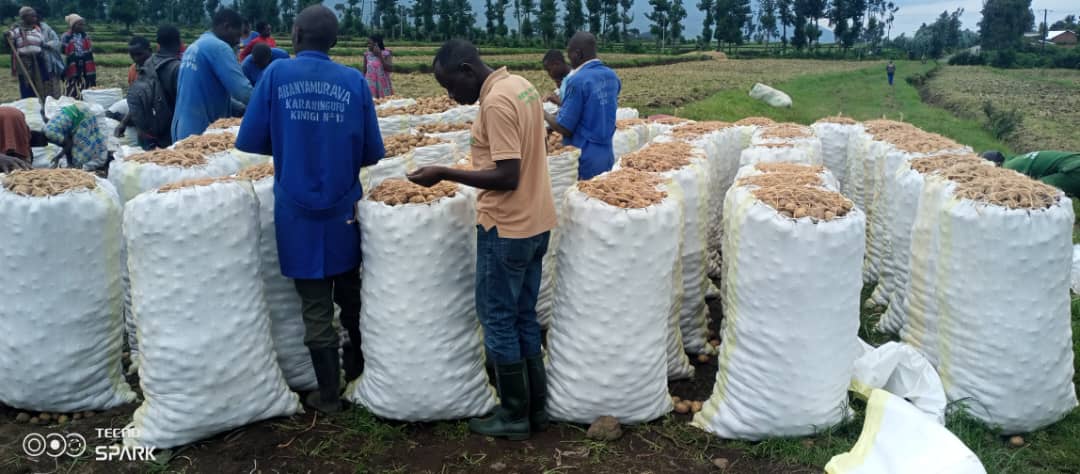 HoReCo_Rw's tweet photo. Under the Potato Seed Production Project (PSPP) at KINIGI Farm, we are in the harvesting period.  

👉 Available varieties: Kinigi, Kirundo, Cyerekezo, Ndamira (2026C) &amp; Gikungu, Kirundo (2027A). 

Our team is ready to ensure the availability of quality potato seeds for farmers. https://t.co/7oK7WGKil0