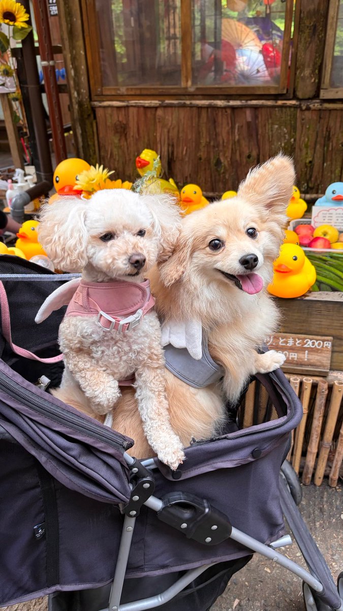 onikugohan411's tweet photo. 疲労が顔に出るタイプwww
一気に老け込むのやめてwww

#犬 
#犬の居る暮らし 
#笑 

楽 → 疲 https://t.co/al5CIrNfGb