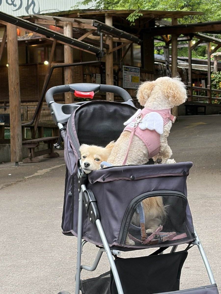 onikugohan411's tweet photo. 疲労が顔に出るタイプwww
一気に老け込むのやめてwww

#犬 
#犬の居る暮らし 
#笑 

楽 → 疲 https://t.co/al5CIrNfGb