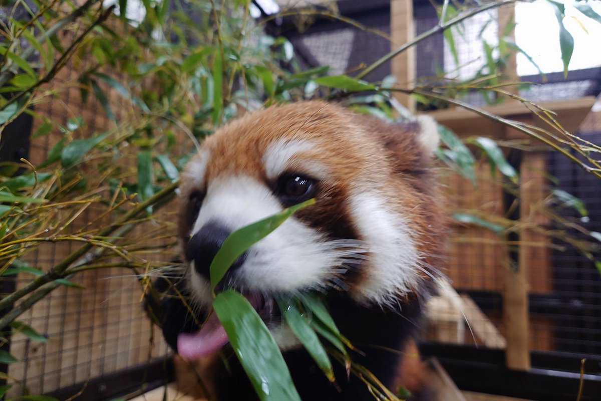 豊橋総合動植物公園(のんほいパーク) tweet media