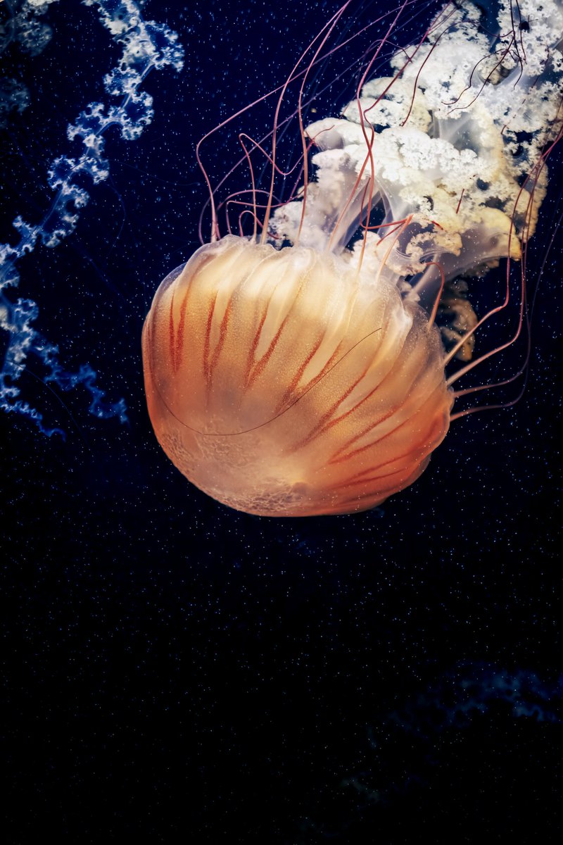 MissDPetography's tweet photo. Jellyfish in Vienna 🪼
#DPhotographerMag https://t.co/Dfa4v6d7G7