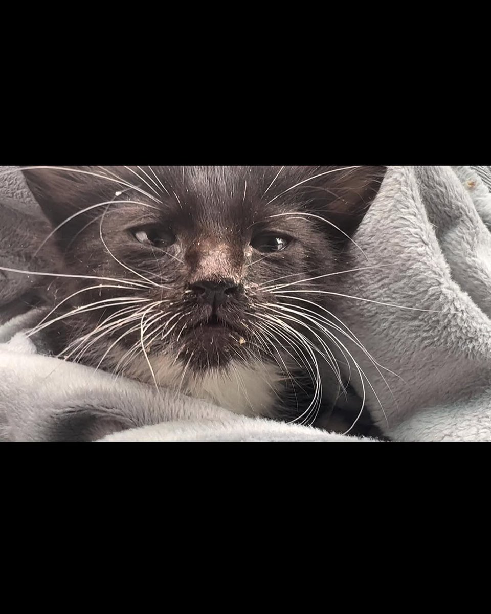 Cats of Meow York. tweet media