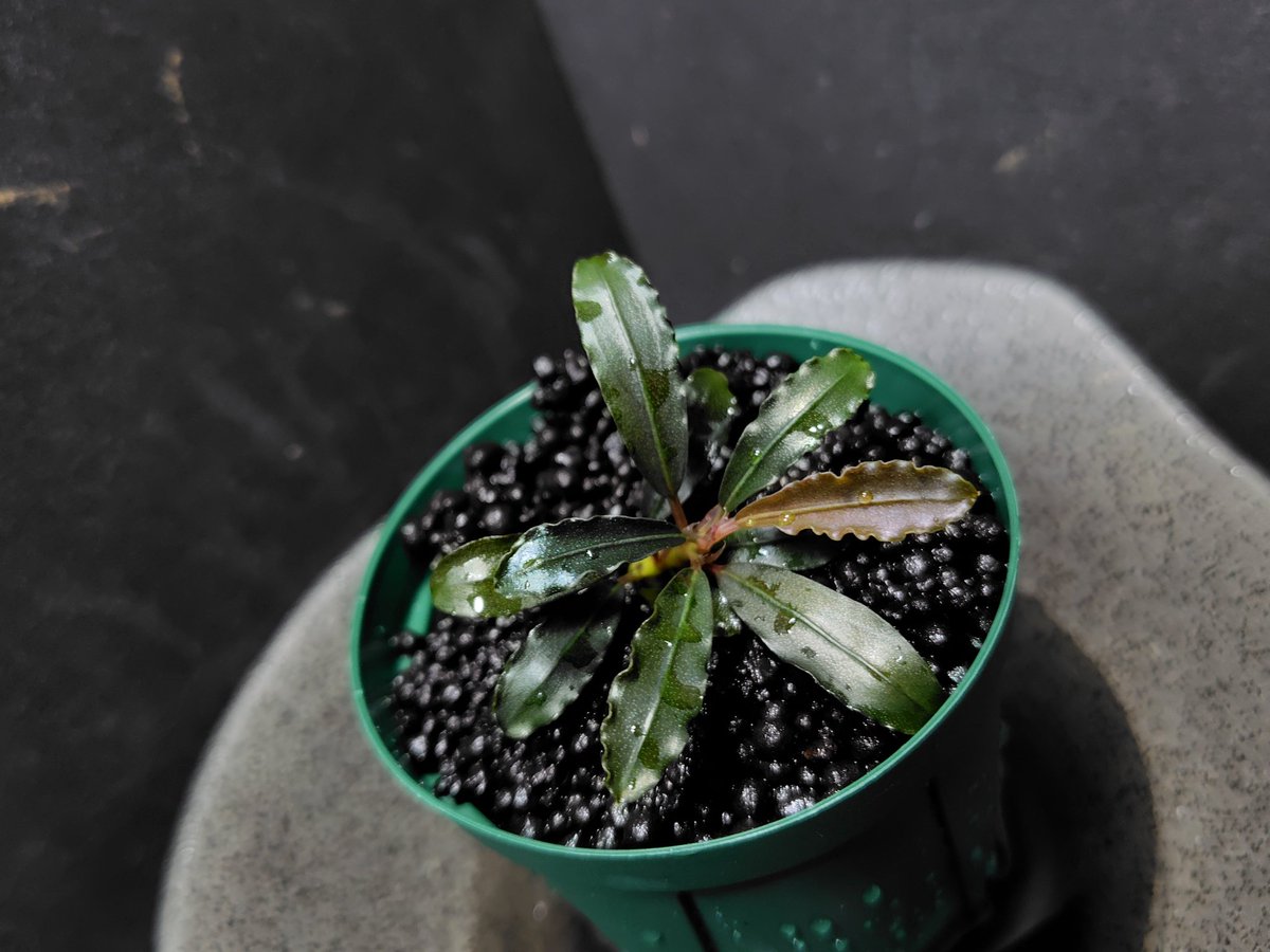天下一植物界向けに鉢上げしました! 当日は実生株もたくさんご用意させ