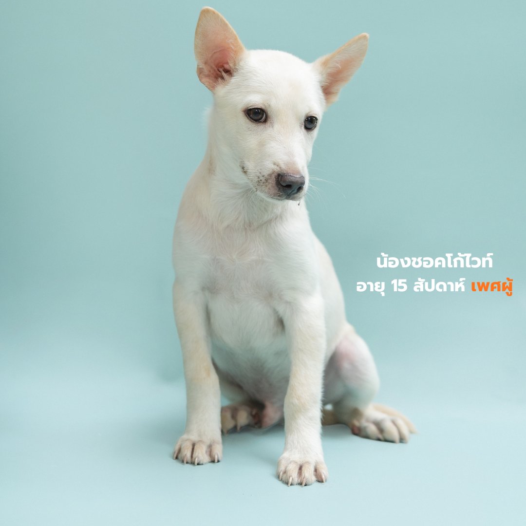 Soi Dog Adoptions tweet media