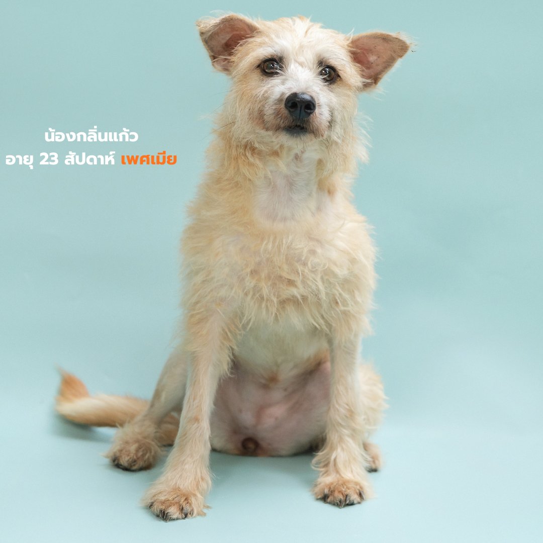 Soi Dog Adoptions tweet media