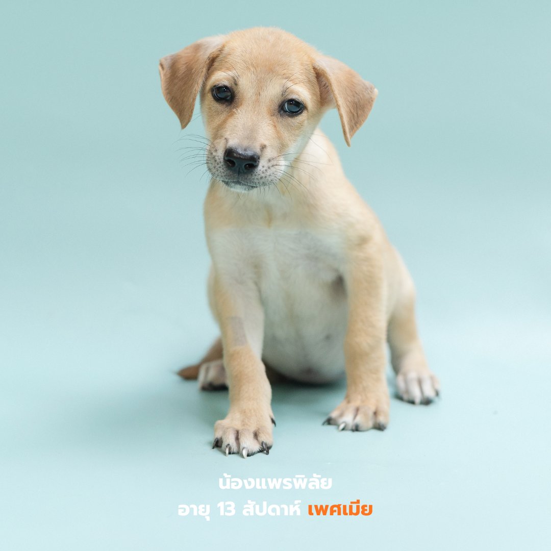 Soi Dog Adoptions tweet media