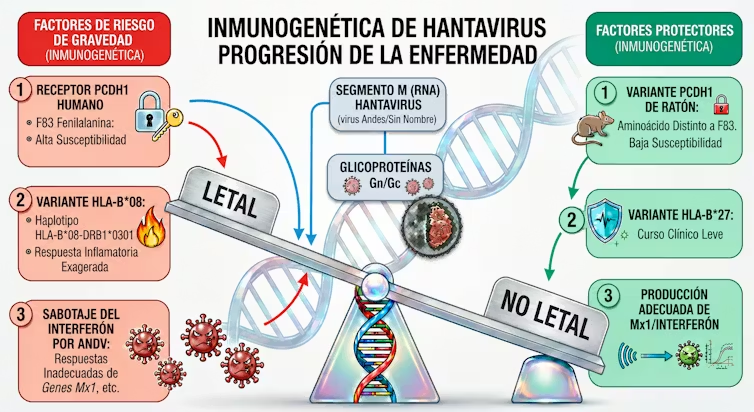 jmanclus60's tweet photo. Esta infografía de la inmunogenética del #hantavirus sacada del artículo es muy ilustrativa https://t.co/tRo5F4Bn15